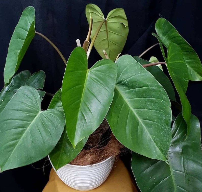 1. Philodendron selloum Gold