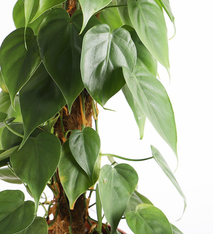 Филодендрон Scandens