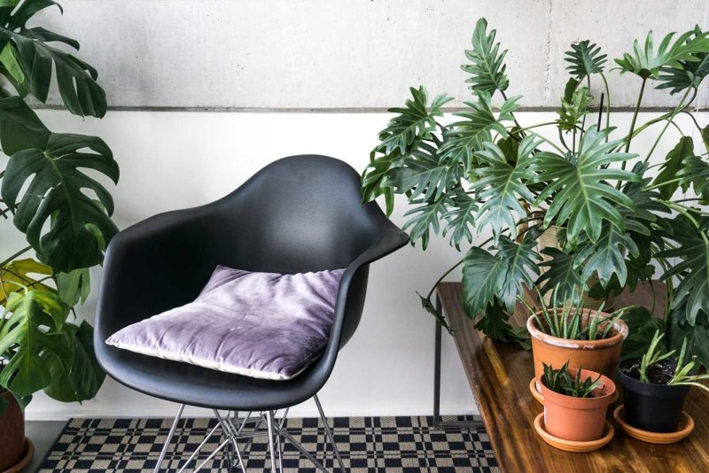 Paper Gold Black Philodendron