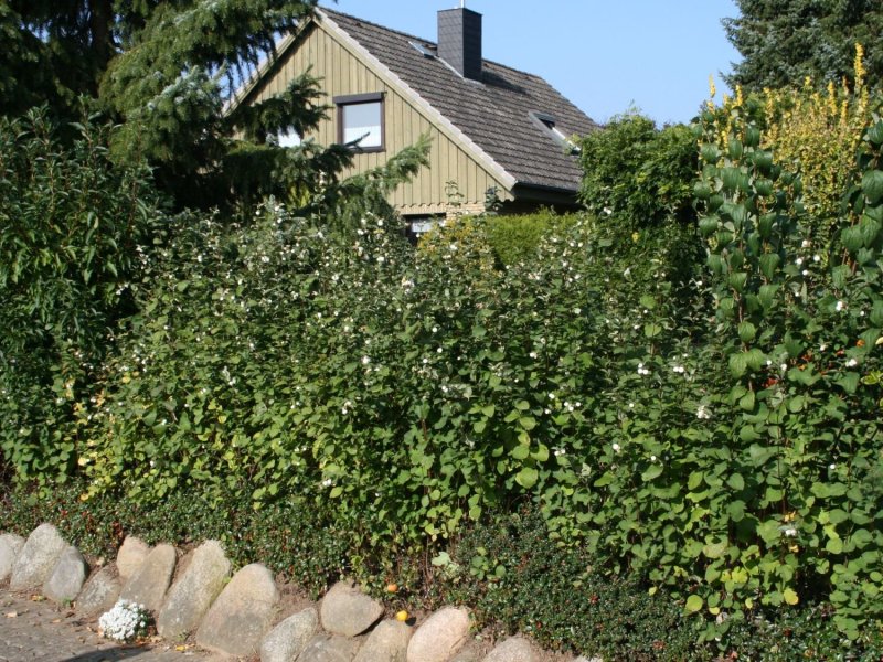 Снежноягодник Доренбоза White Hedge