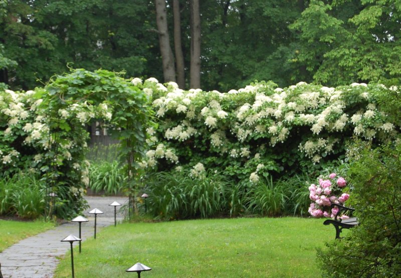 Снежноягодник Доренбоза White Hedge