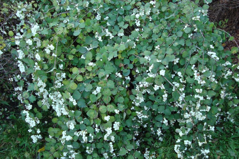 Снежноягодник белый Symphoricarpos Albus