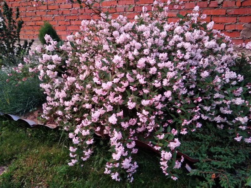 Вейгела Nana purpurea