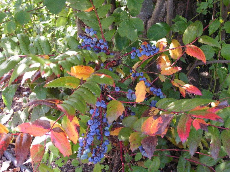 Магония падуболистная (Mahonia aquifolium (Pursh) Nutt.);