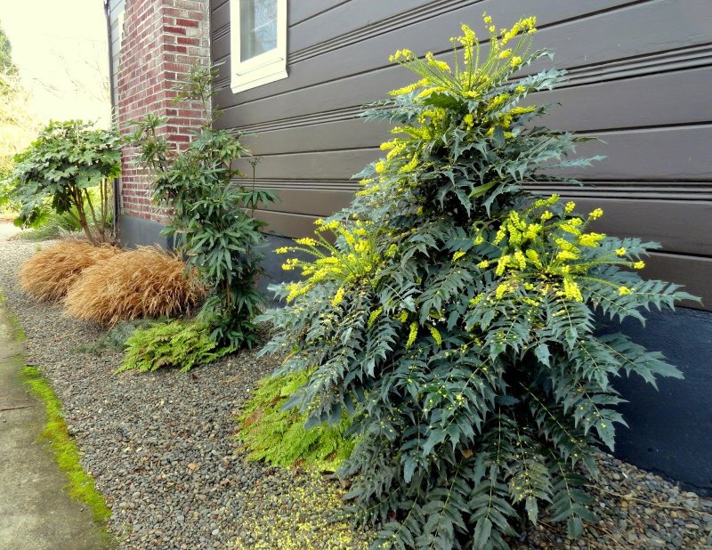 Mahonia aquifolium