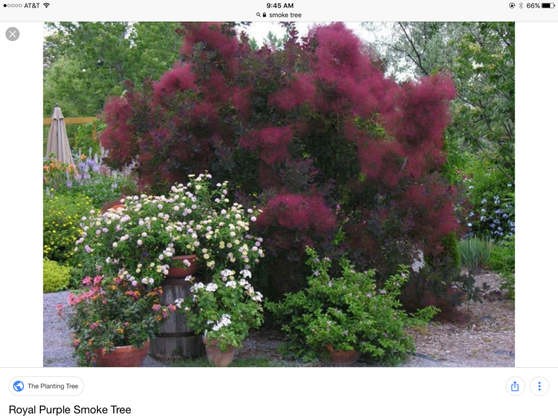 Скумпия Кожевенная (Cotinus coggygria `Royal Purple`)