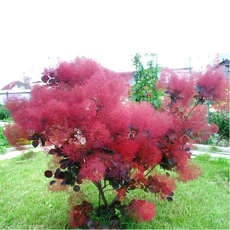 Скумпия Кожевенная (Cotinus coggygria `Royal Purple`)