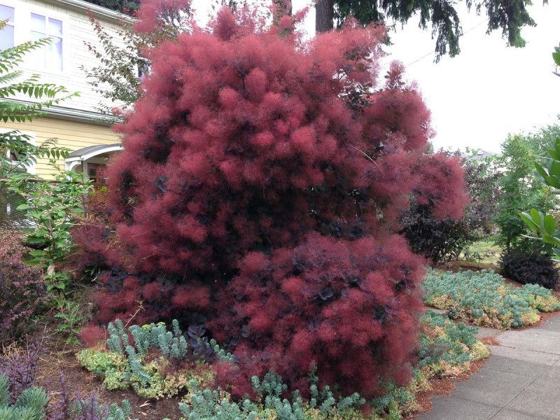 Скумпия Кожевенная Cotinus coggygria