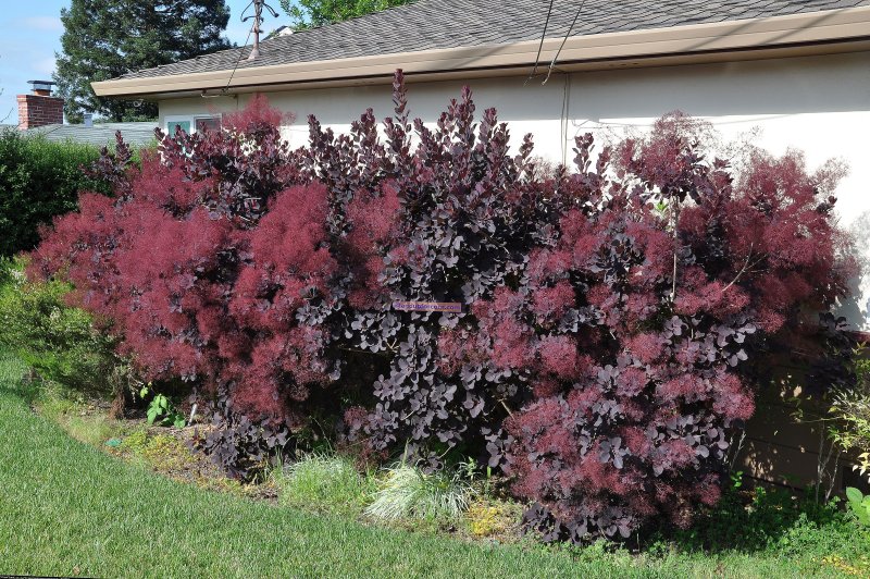 Скумпия Кожевенная Cotinus coggygria