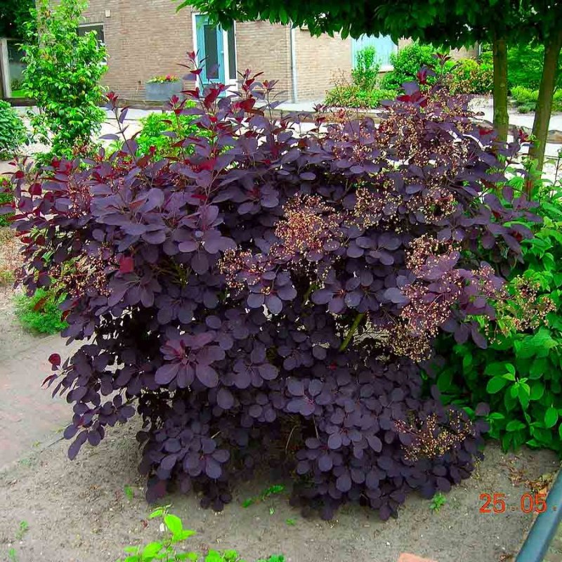 Скумпия Кожевенная purpureus