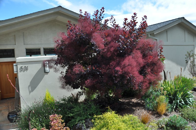 Cotinus coggygria Flame