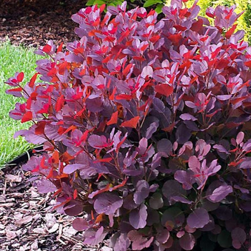 Скумпия Кожевенная, сорт «Royal Purple»