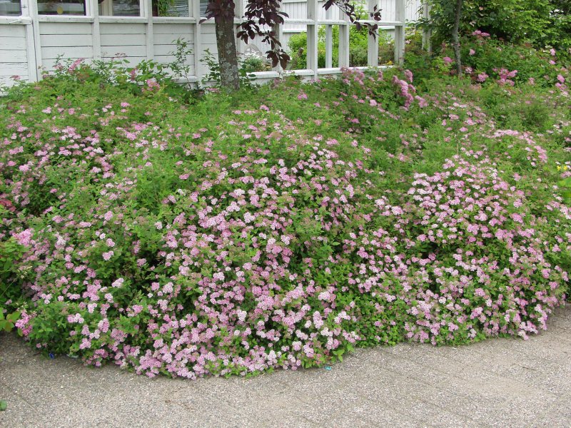 Спирея японская (Spiraea japonica `Nana`)
