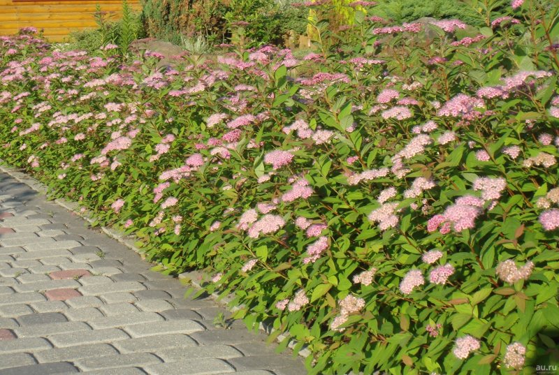 Спирея Froebelii