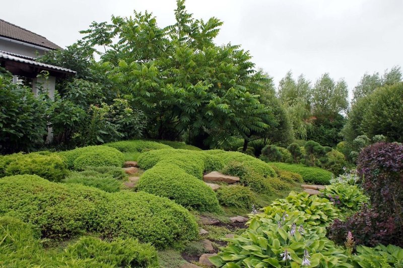 Спирея японская `Литтл принцесс`, Spiraea japonica `little Princess`