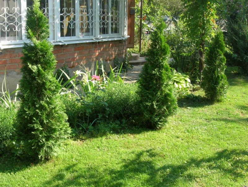 Туя Брабант шаровидная