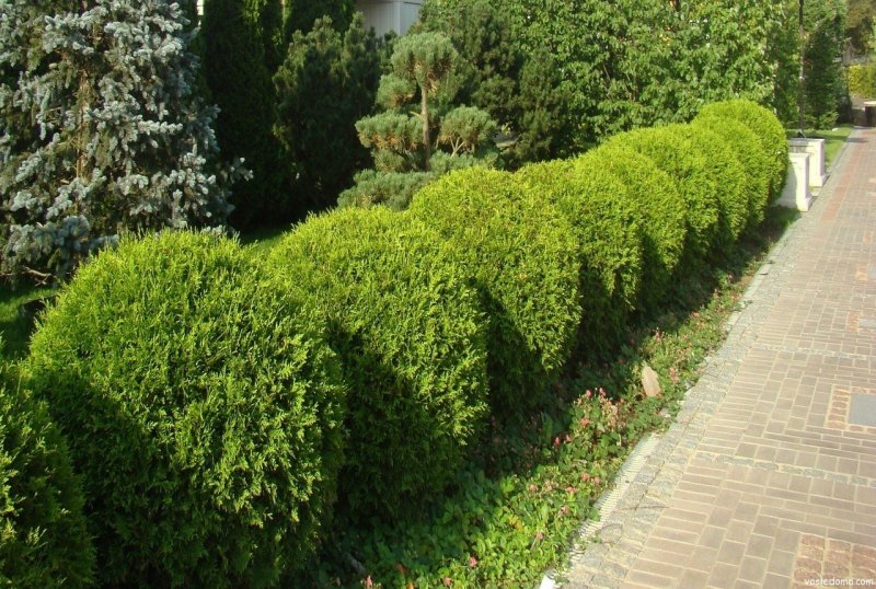 Туя Смарагд изгородь