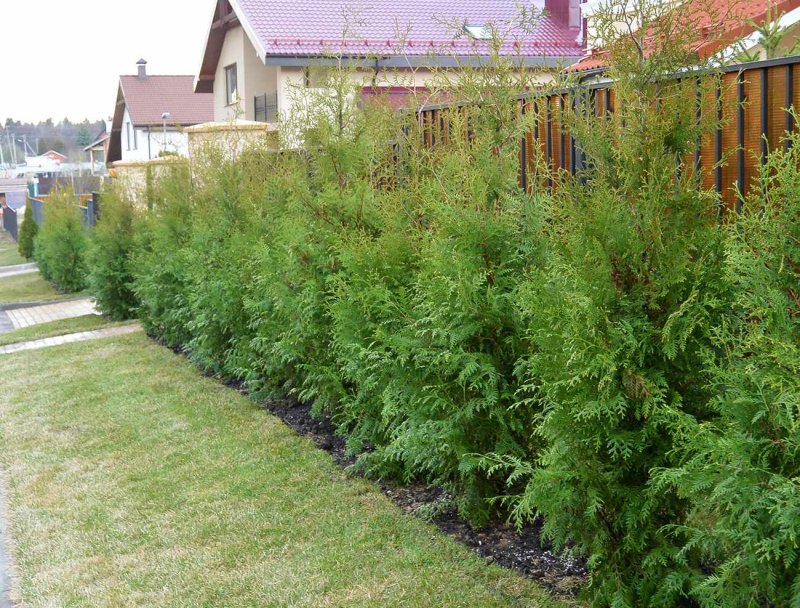 Туя Западная Пирамидалис компакта (pyramidalis compacta)