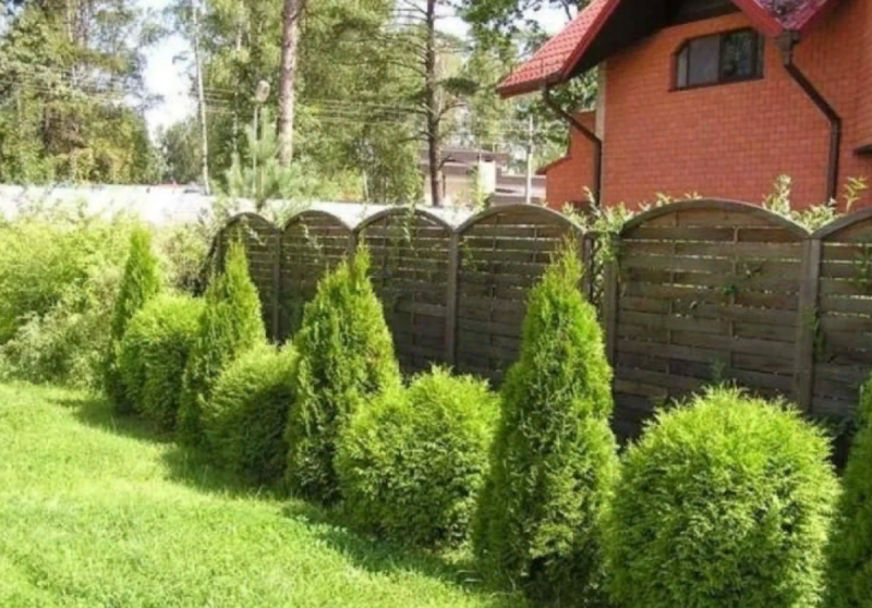 Туя Смарагд можжевельник