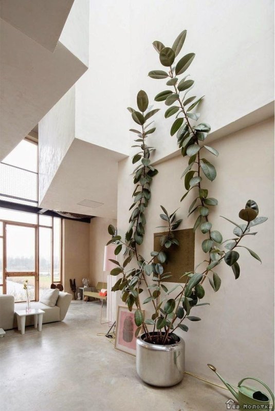 Ficus elastica Abidjan