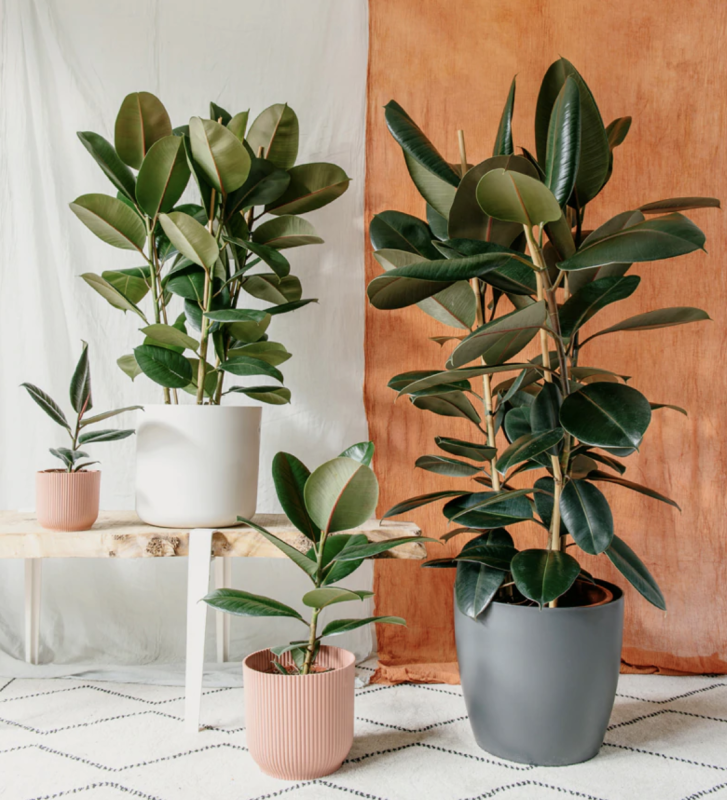 Фикус каучуконосный (Rubber Plant)