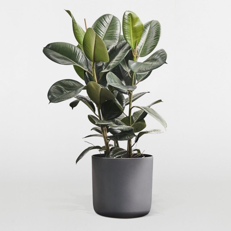 Rubber Plant (Ficus elastica)