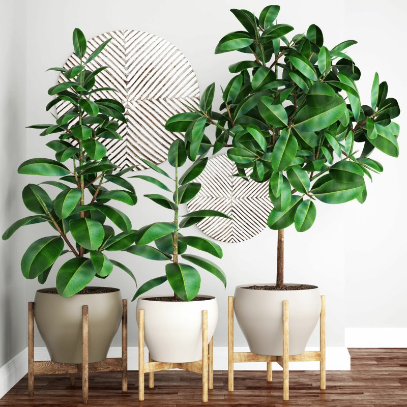 Banana Plant Interior