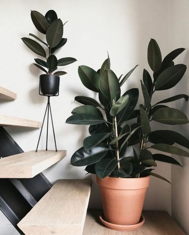 Фикус elastica robusta