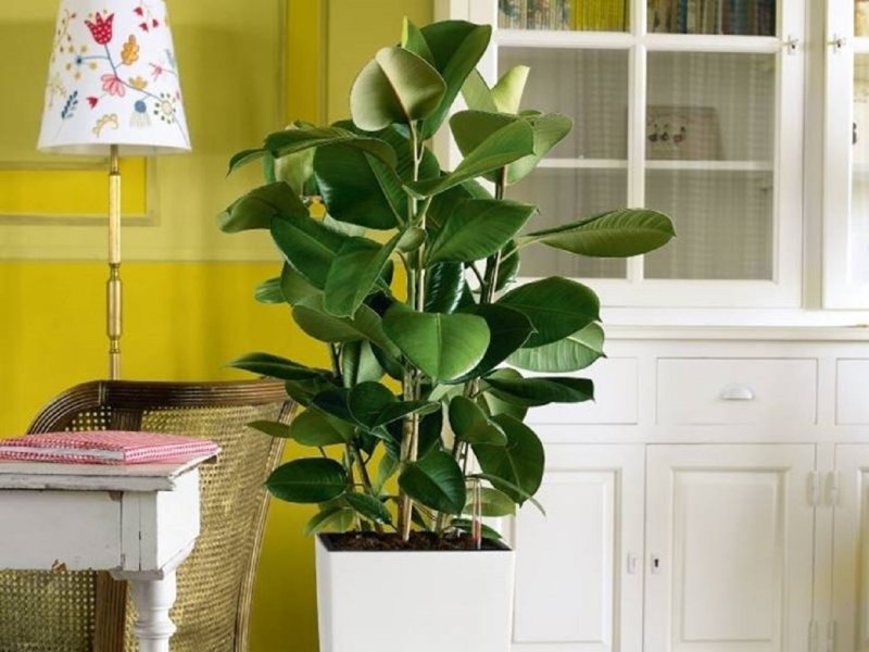 Фикус elastica robusta
