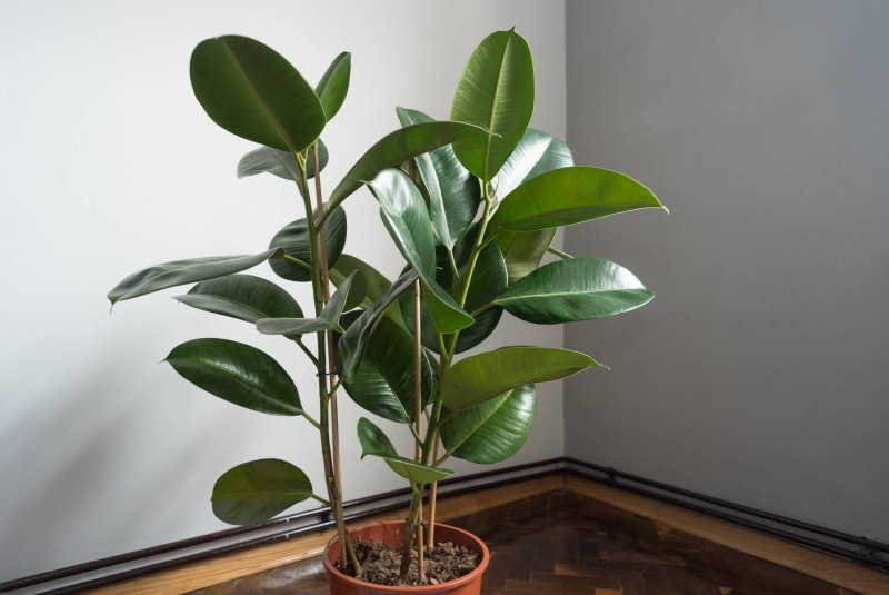 Фикус каучуконосный (Rubber Plant)