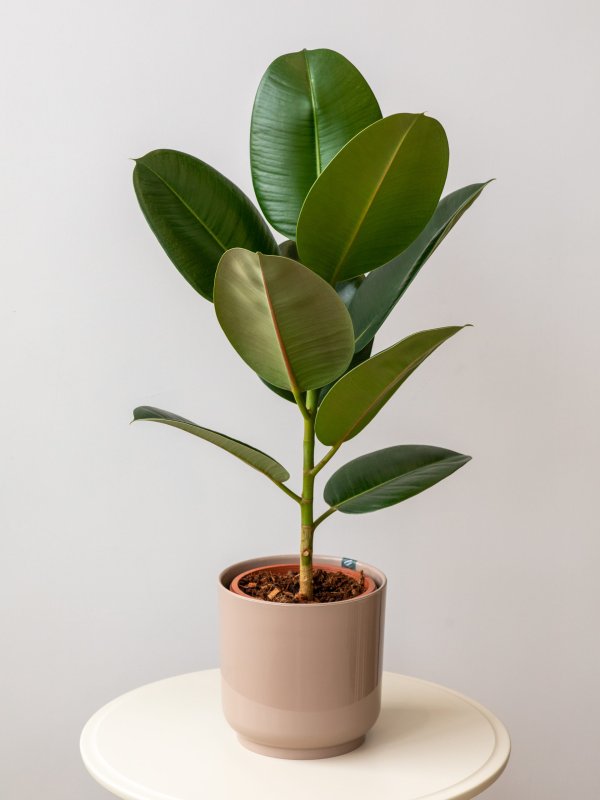 Фикус каучуконосный (Rubber Plant)