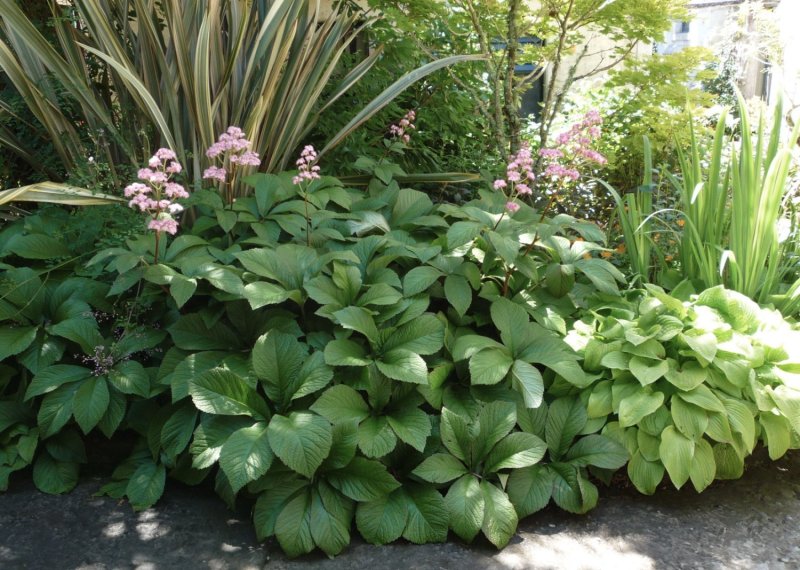 Бадан толстолистный Bergenia crassifolia