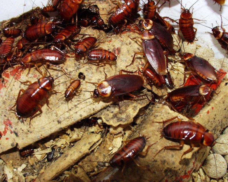 Blatta orientalis таракан