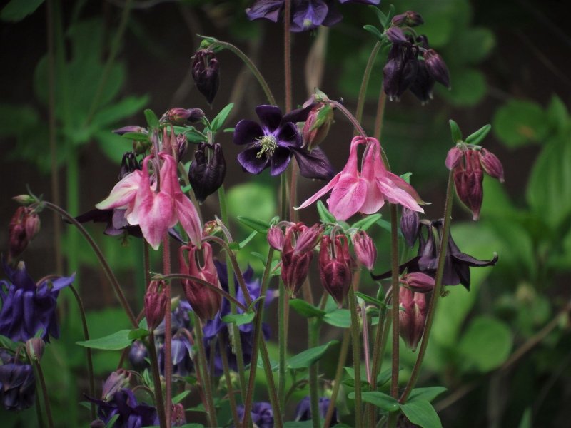 Аквилегия ларамиенсис — Aquilegia laramiensis.