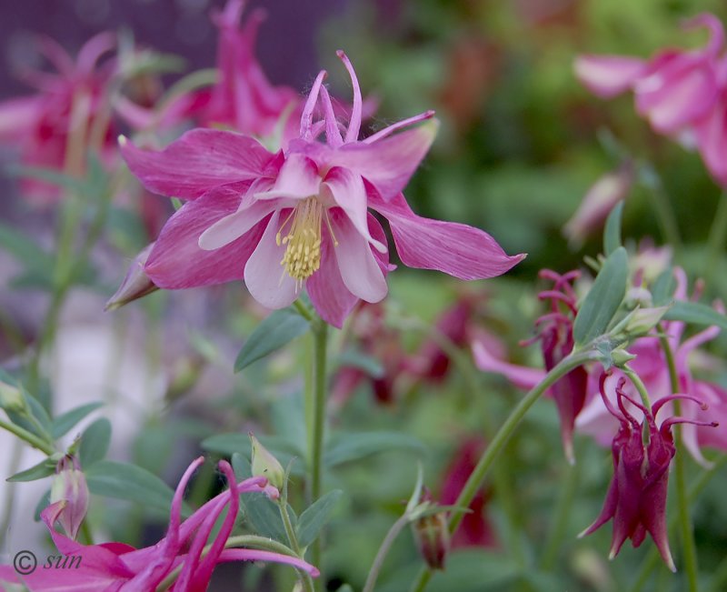Aquilegia Songbird 'Bluebird' (Columbine)