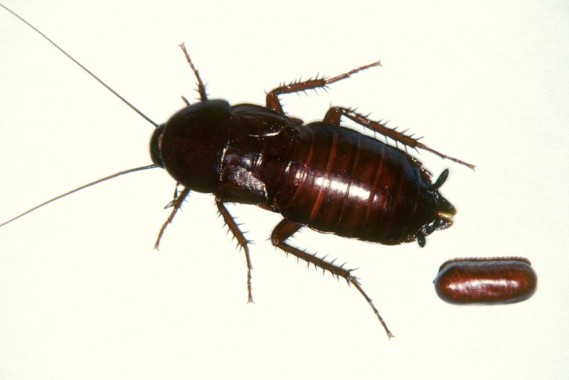 Blatta orientalis самец