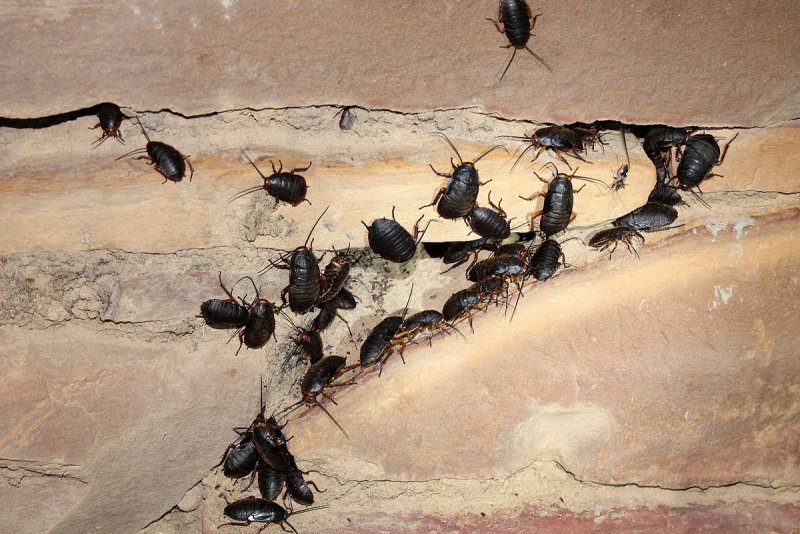 Gromphadorhina oblongonata