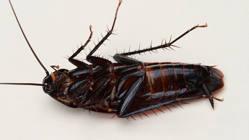 Таракан черный (Blatta orientalis)