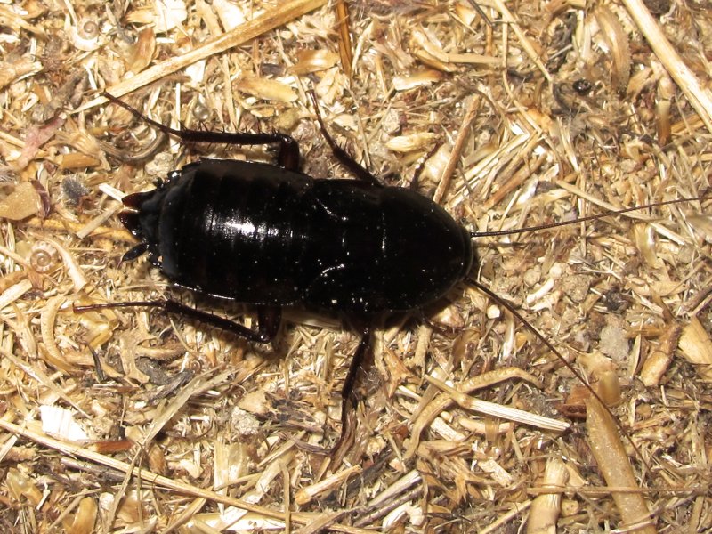 Blatta orientalis таракан