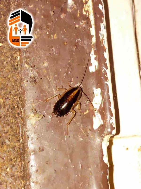 Черные тараканы маленькие прусаки