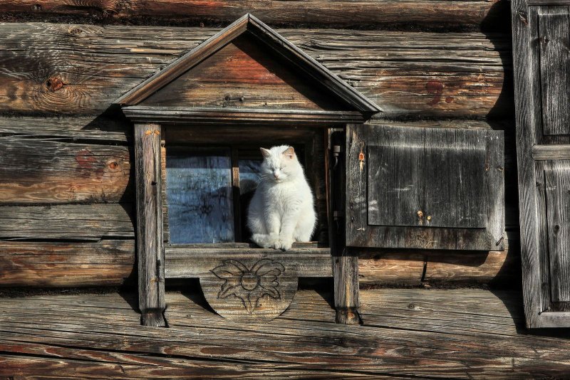 Кошка в избе