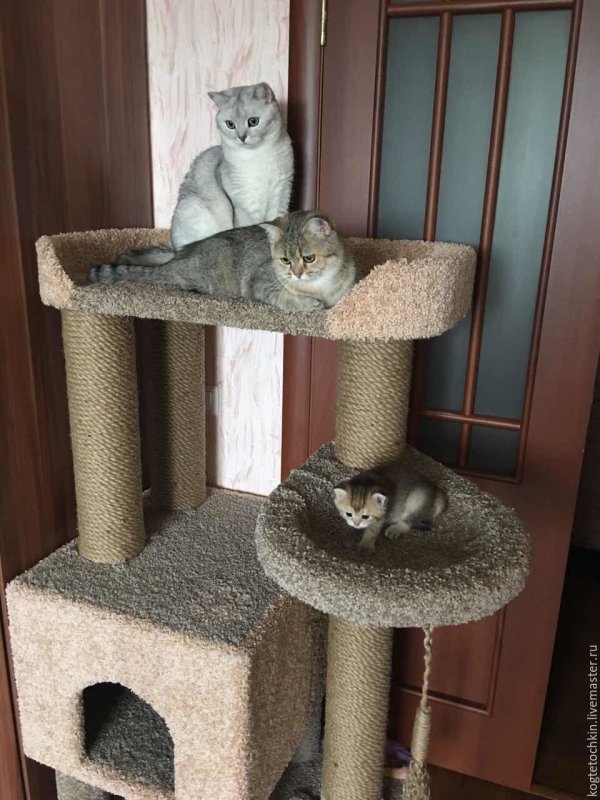 Котомастер комплекс для Мейн куна
