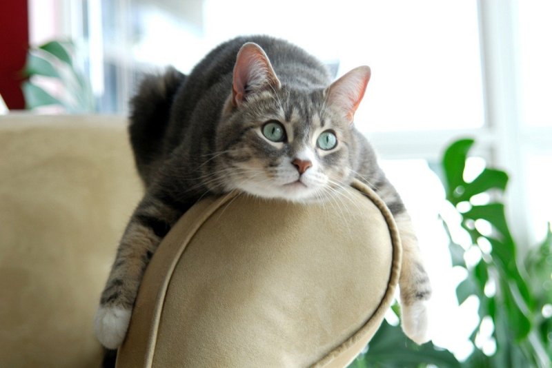 Кошка дома
