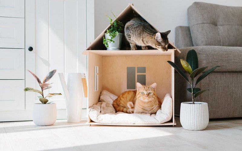 Коты в домике