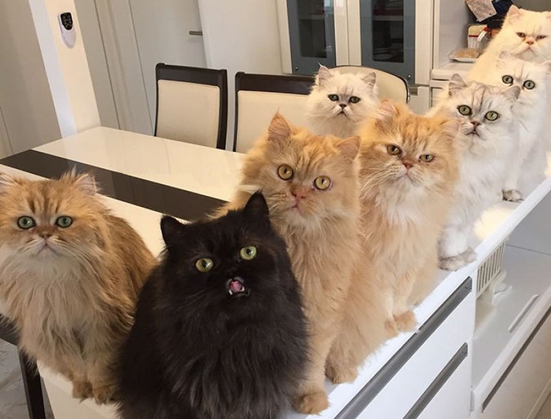 Много котов в квартире