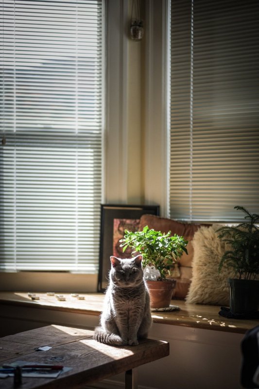 Кошка в интерьере