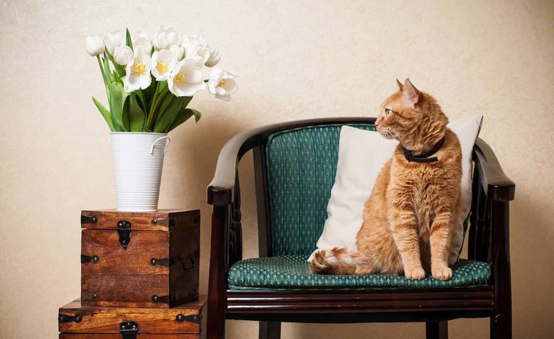 Кошка в интерьере