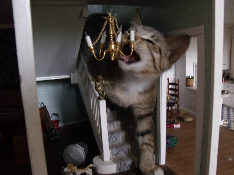 Огромный кот в квартире