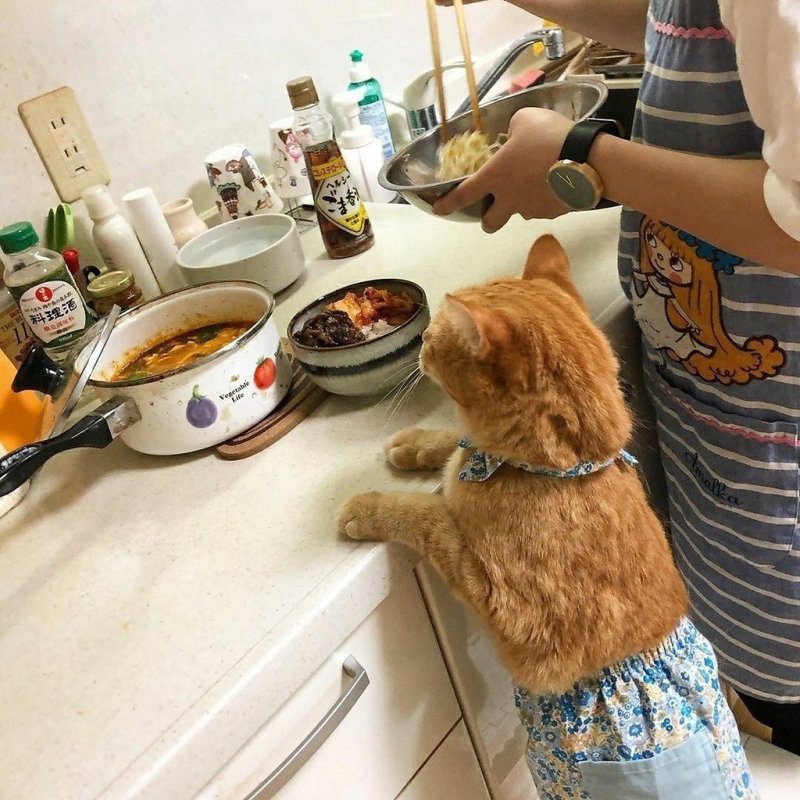 Смешные котики на кухне