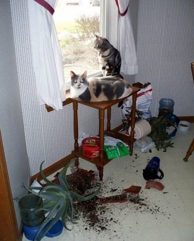 Кот разнес дом